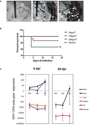 The susceptibility of shi drum juveniles to betanodavirus increases with rearing densities in a process mediated by neuroactive ligand–receptor interaction